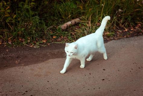 Lindo Gato Sem Teto Branco Andando Pela Estrada Olhando E Apertando Os