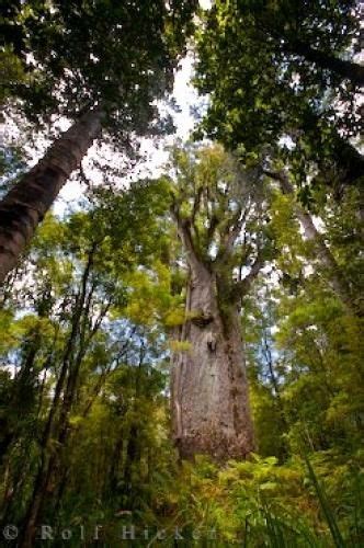 Te Matua Ngahere Waipoua Forest New Zealand Photo Information New