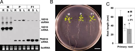 Engineering Broad Root Knot Resistance In Transgenic Plants By Rnai