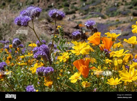 A Collection Of Colorful Mojave Desert Wildflowers Stock Photo Alamy