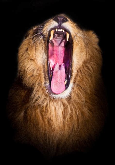 Lion Portrait On A Black Background Spreads Its Mouth Wide Powerful