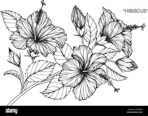 Hibiskus Blume Zeichnen Abbildung Schwarz Und Wei Mit Line Art Vektor