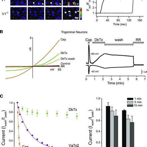 Dktx Is A Selective And Irreversible Trpv1 Activator A Trigeminal