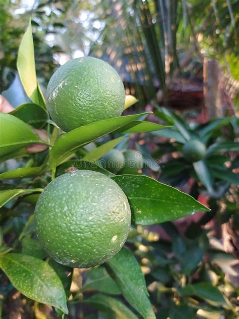 Tree Orange Tree Green Stock Photo Image Of Fruit Branch 196374470