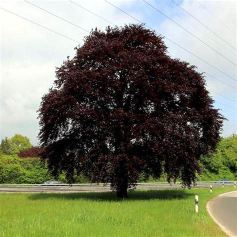 Fagus Sylvatica Swat Margaret European Beech Leafland Limited