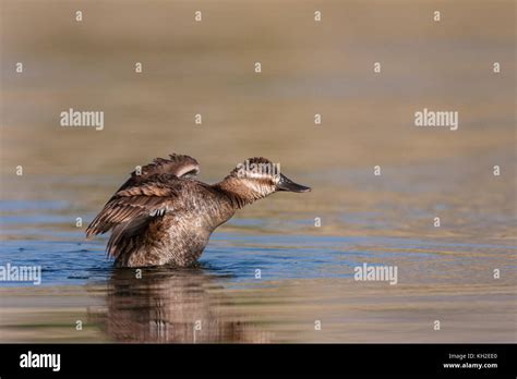 Ruddy Duck Hen Stock Photo Alamy