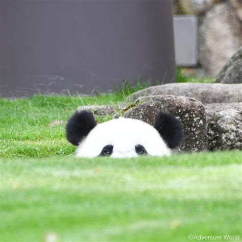 誰でしょう 楓ちゃんでした Happy panda Panda bear Cute panda