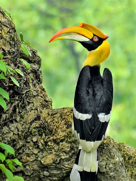 7 Great Hornbill Buceros Bicornis Facts Whizzed Net