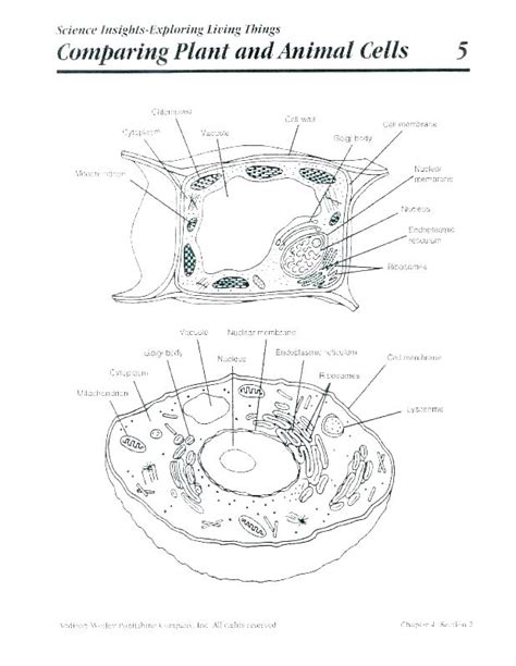 Unlabeled Plant Cell Diagrams