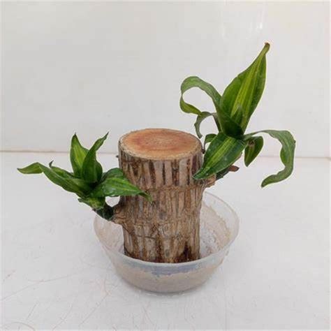 Mini Brazil Lucky Wood Brazilian Wood Decor Brazilian Lucky Wood