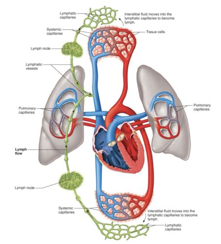 Chapter 22 Lymphatic And Immune Systems Aandp 2 Flashcards Quizlet