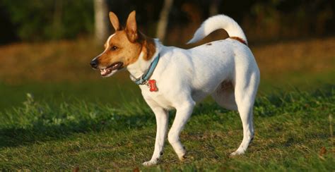 Rat Terrier Breed Guide Lifespan Size And Characteristics