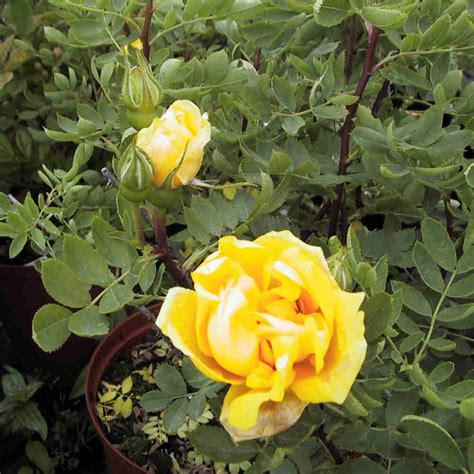 Historisk Rose Foetida Persian Yellow