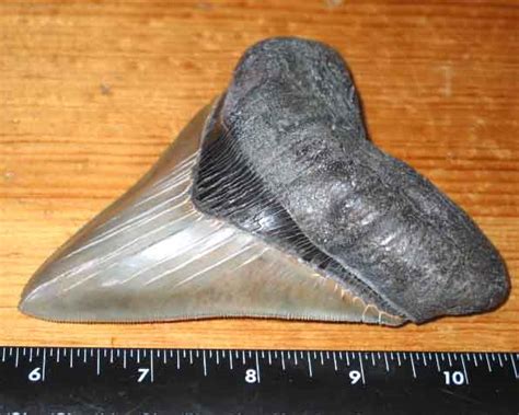 Beautiful Fossil Megalodon Shark Tooth For Sale