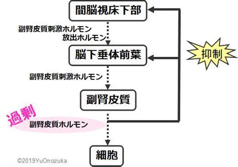 副腎 皮質 刺激 ホルモン 鉱 質 コルチコイド