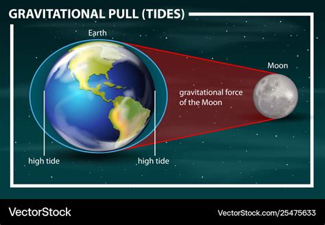 Gravitational Pull Tides Diagram Royalty Free Vector Image