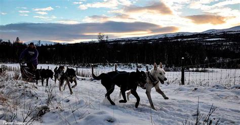 Dog Sledding In Norway | HI Travel Tales