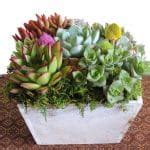 Summer Wood Box Succulent Arrangement Urban Succulents