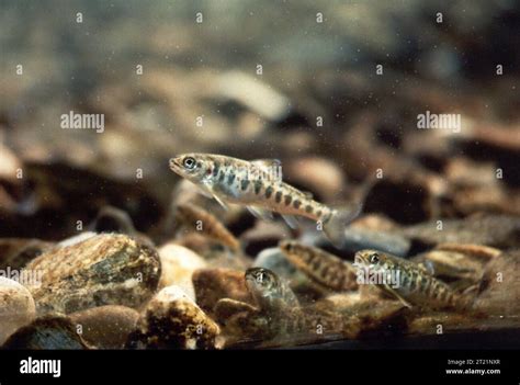 Craig Brook National Fishes Hatchery Hi Res Stock Photography And