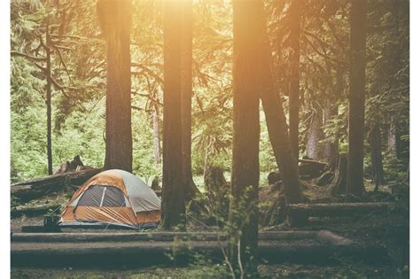 How To Camp In A Very Dense Forest