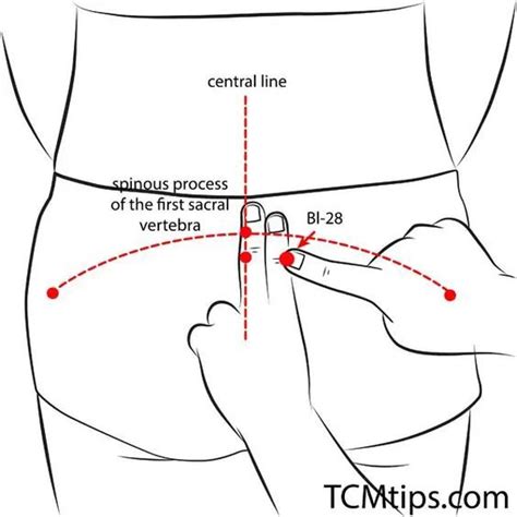 15 Acupressure Points For Bladder Related Problems You Must Know Artofit