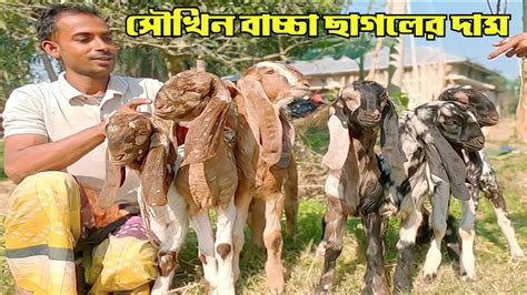 🐐🐐ইলিয়াস ভাই এর হাই কোয়ালিটি বাচ্চা ছাগল কালেকশন খাসি পাঠি ও পাঠা