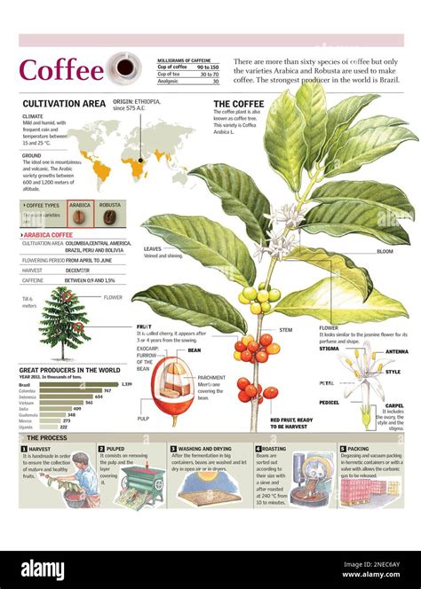 Infograf As De La Planta Y El Cultivo Del Caf Y La Producci N Mundial