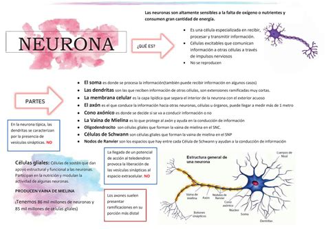 SOLUTION Udelar Mapa Conceptual De Neurobiolog A Studypool