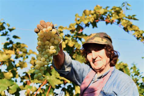 Armenian Wine: Terroir of Past, Present, and Future - Vintner Project