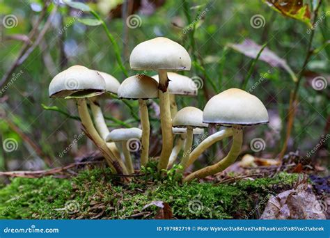 Poisonous Mushrooms Growing In A Coniferous Forest Colorful Toadstools