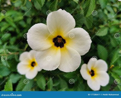 Closeup Beautiful White Of Turnera Subulata Flower On Green Leaves