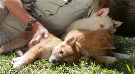 Adorable video shows new dingo puppies Archie, Jira and Eve exploring their surroundings at an ...