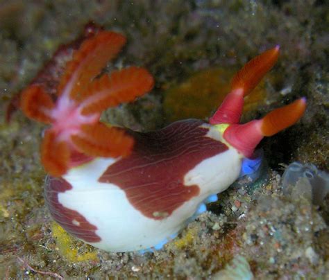 Nembrotha Purpureolineata Is A Species Of Colourful Sea Slug A Dorid