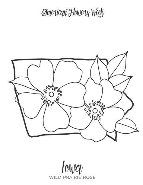 50 State Flowers — Free Coloring Pages – american flowers week