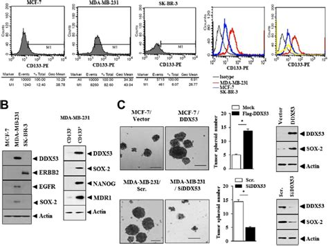 Ddx53 Shows Co Expression Pattern With Cd133 A Shows Flow Cytometry