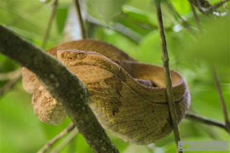 Jararaca Ilhoa Bothrops Insularis BioDiversity4All