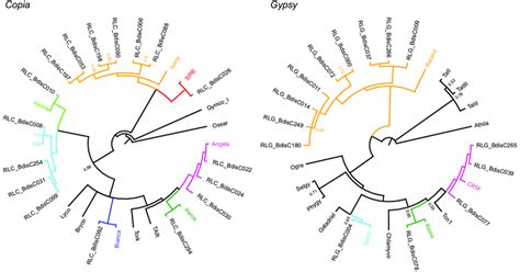 Phylogeny Of Long Terminal Repeat LTR Retrotransposons Based On