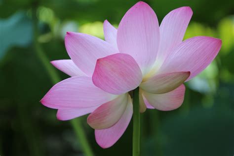 Lotus Flower Petals Water Free Photo On Pixabay Pixabay