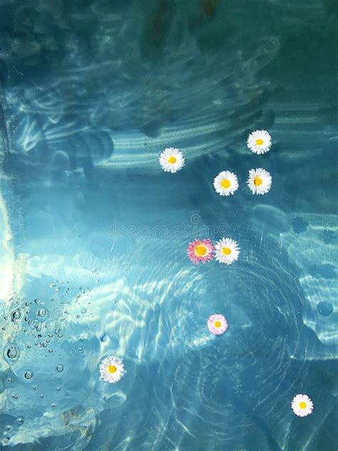 Flowers Floating On The Water Top View Trendy Aesthetic Background