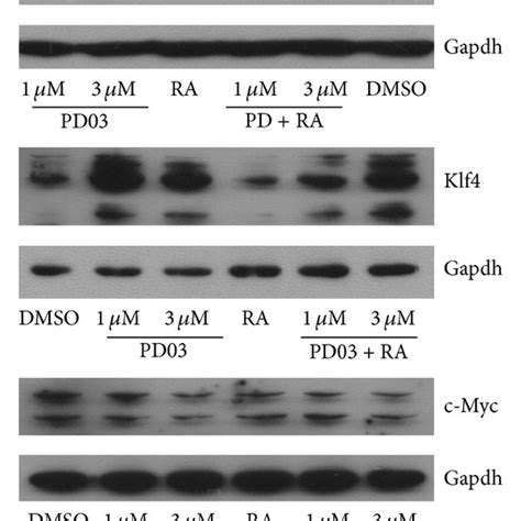 Suppression Of Mekerk Signaling Promotes Self Renewal And Colony