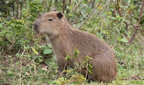 Capivara Atravessando A Pista Faz Carro Capotar Em MT FOLHAMAX