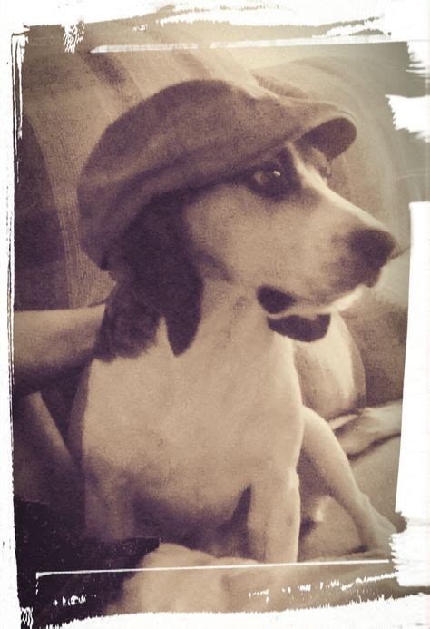 40 Beagles in hats ideas | beagle, dogs, hats