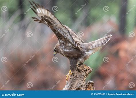 The Golden Eagle The Buzzard The Marsh Harrier Stock Photo Image