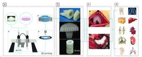 Schematics Of Three Dimensional 3d Bioprinting For Tissue And Organ Download Scientific