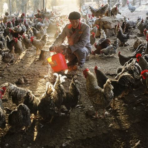 Beijing ‘downgrades H7n9 Bird Flu Description As New Cases Spike