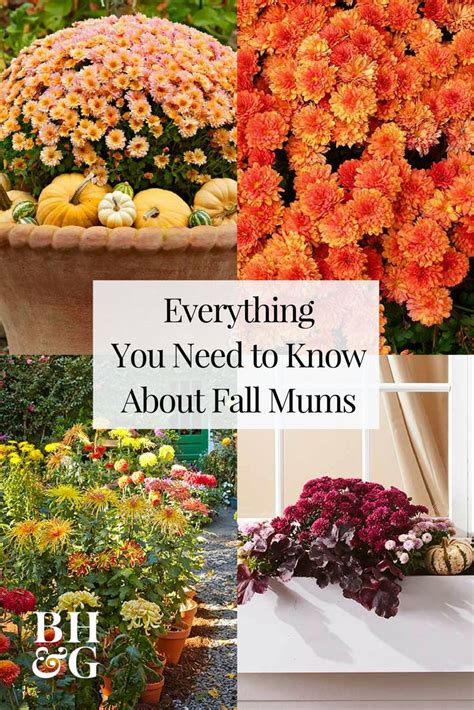 Your Complete Guide To Growing And Caring For Gorgeous Fall Mums Fall