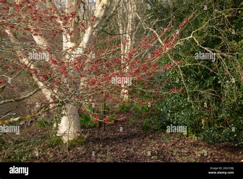 Mulch Spreading Garden Hi Res Stock Photography And Images Alamy