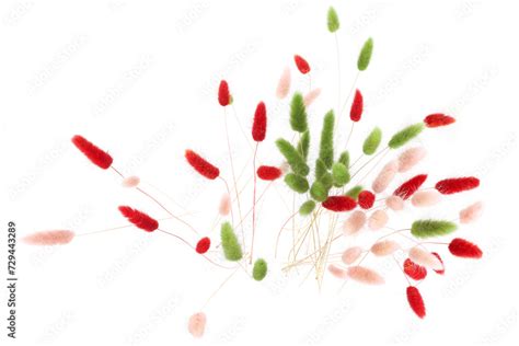 Pink Red And Green Fluffy Bunny Tails Grass Isolated On White