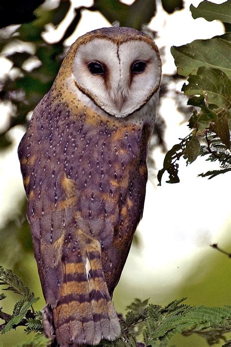 Barn Owl Tyto Alba Pict3496 Arno Meintjes Flickr