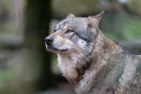 Présence du loup dans le Lot où en est on actu fr